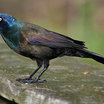 Common Grackle